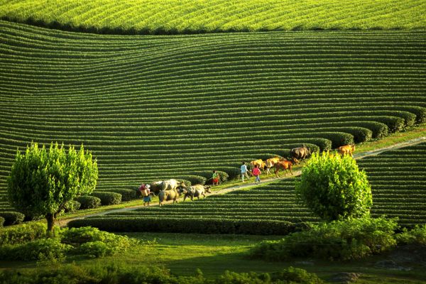 Moc Chau Vietnam - Guía para viaje Moc Chau