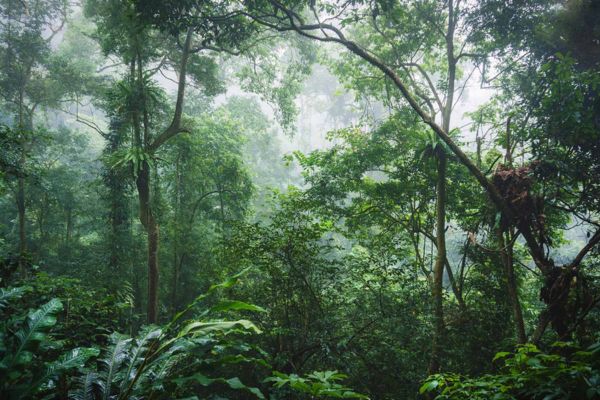 Parque Nacional Cuc Phuong: Guía de viajes y Consejos