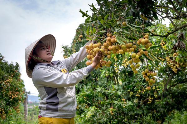Las 20 mejores frutas de Vietnam que deben degustar