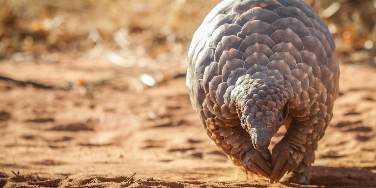 Que hacer en Vietnam: Aprender más sobre animales raros