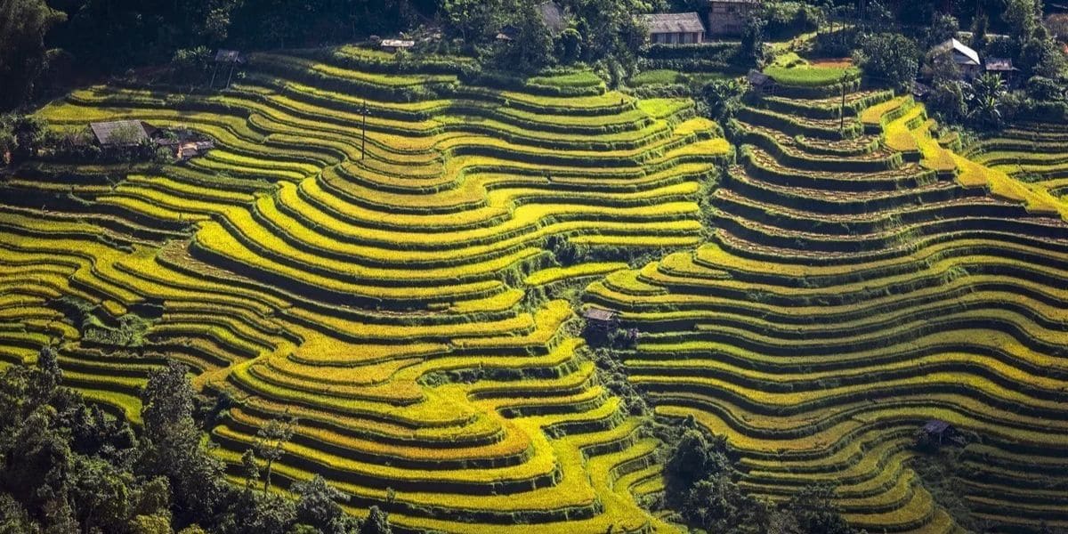 8 mejores lugares para admirar arrozales en Vietnam: Hoang Su Phi