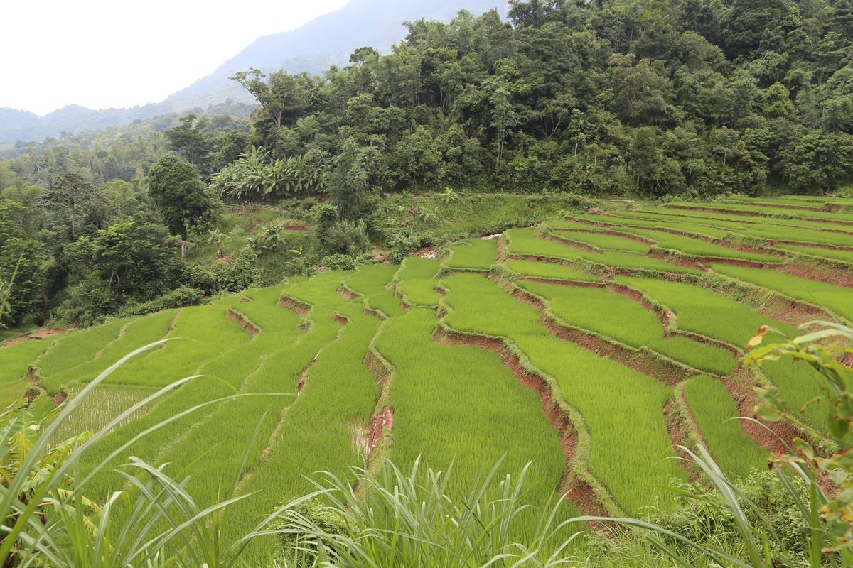 8 mejores lugares para admirar arrozales en Vietnam: Mai Chau