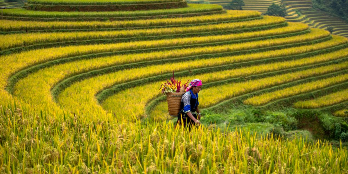 8 mejores lugares para admirar arrozales en Vietnam: Mu Cang Chai