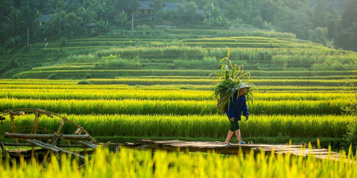 8 mejores lugares para admirar arrozales en Vietnam: Pu Luong