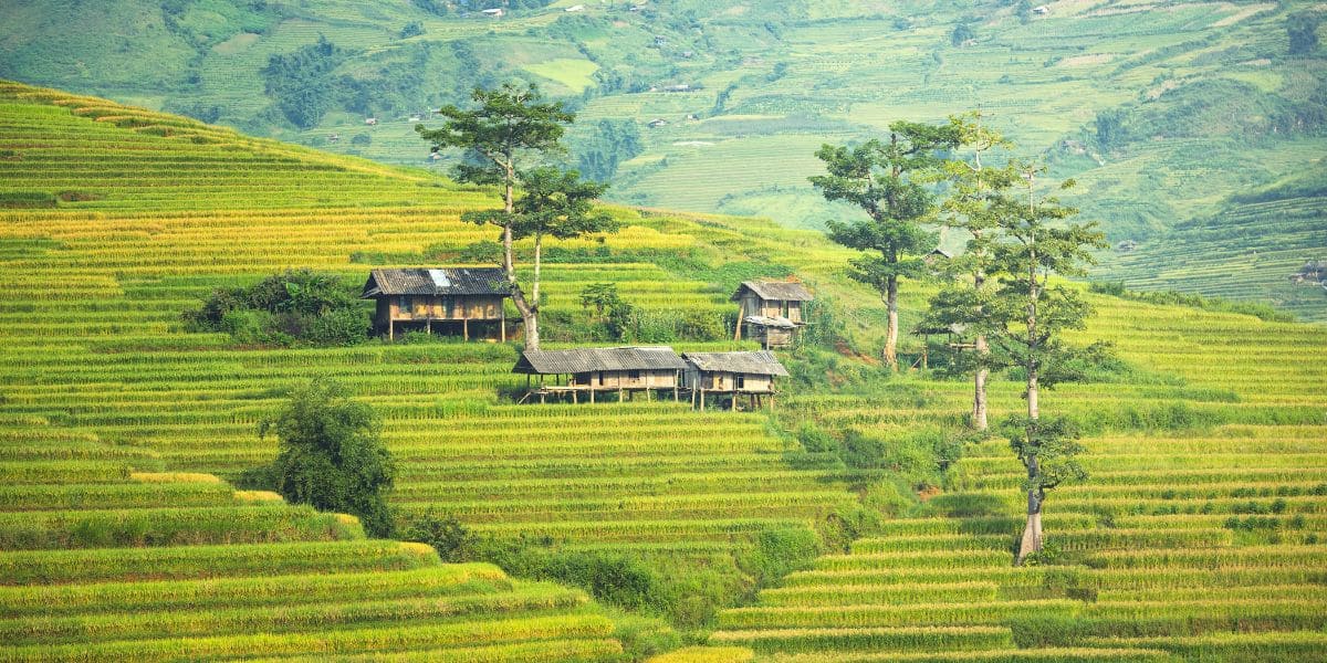 8 mejores lugares para admirar arrozales en Vietnam: Sapa