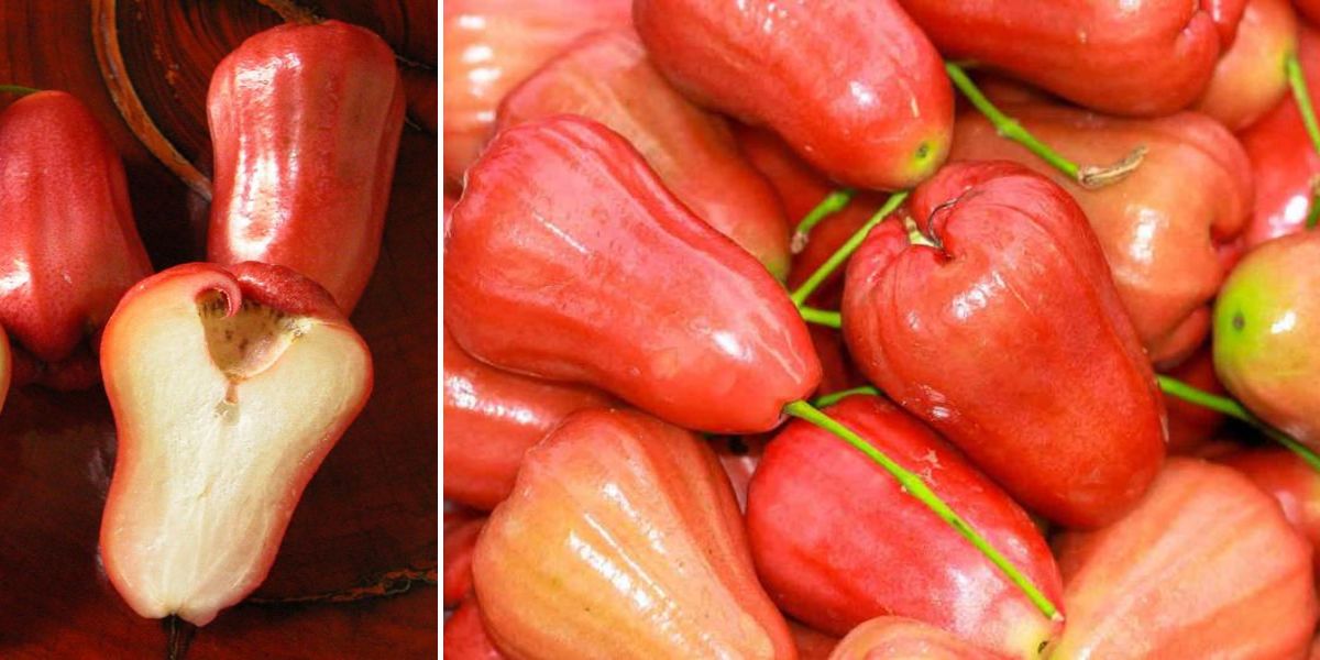 Fruta de Tailandia: Manzana rosa