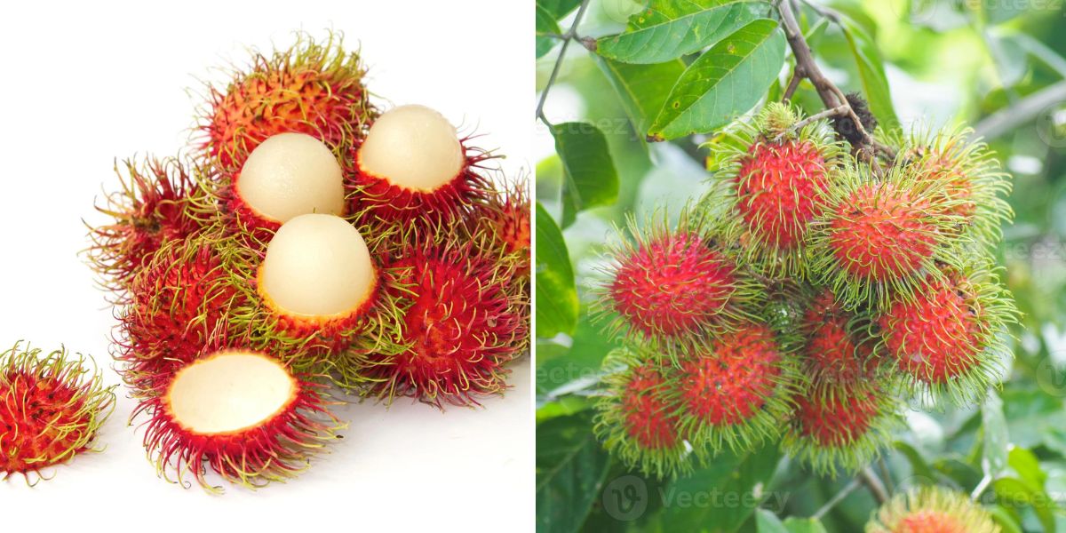 Fruta de Tailandia: Rambután