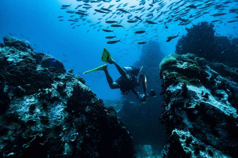 Qué hacer en Koh Tao: Bucear entre tiburones en la bahía de los tiburones