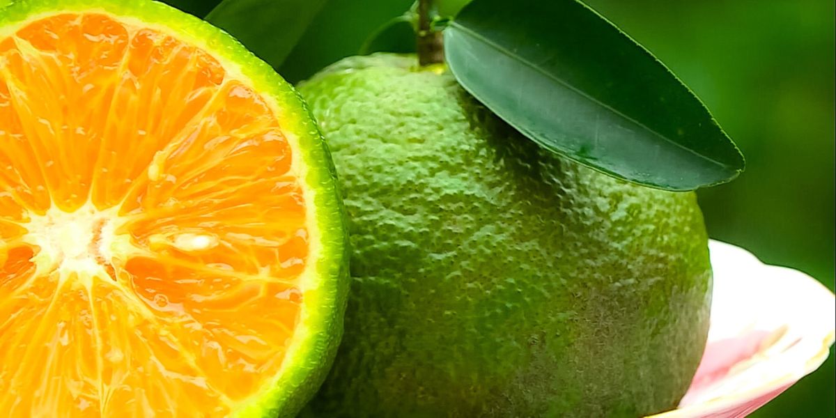 Fruta vietnam: Naranja