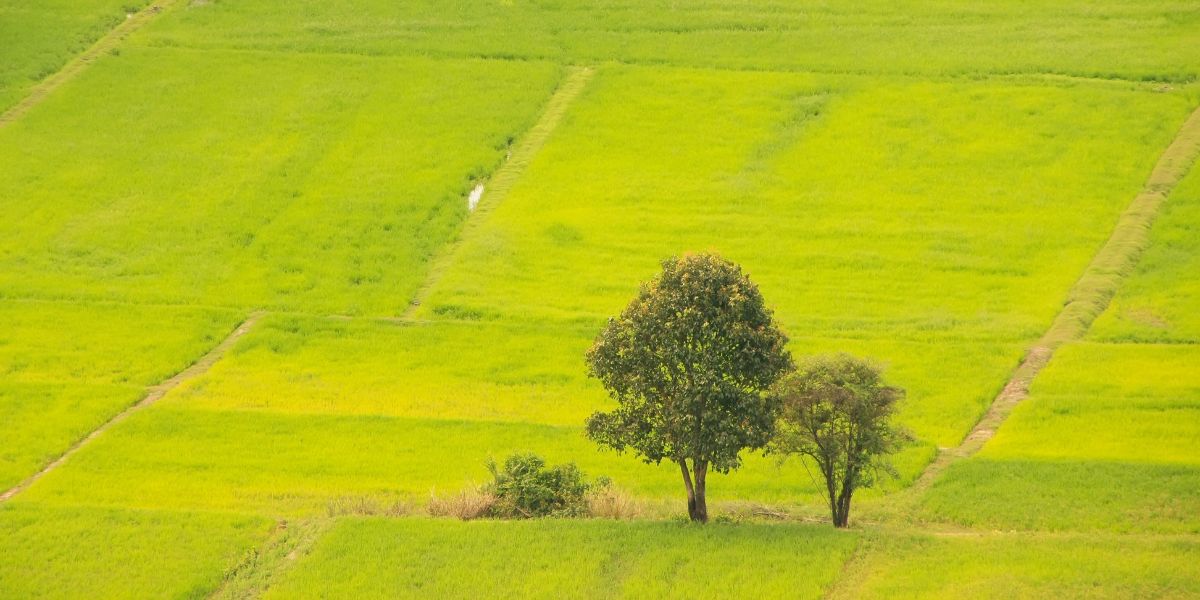 Que ver en Camboya: Campos de arroz verdes y extensos