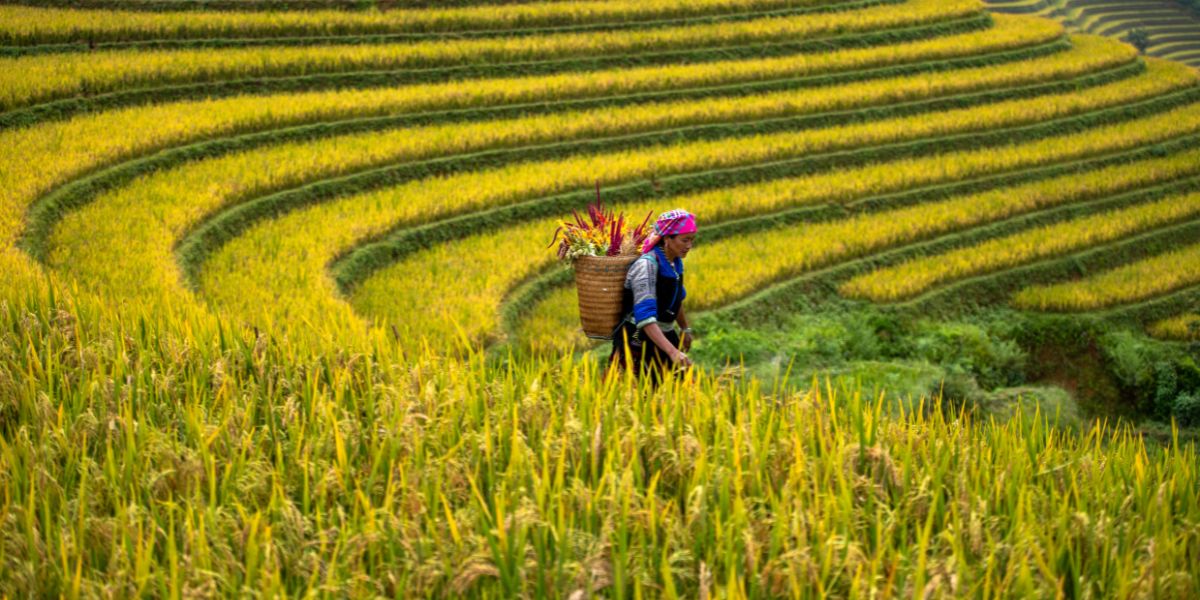 Que ver en Vietnam: Campos de arroz en terrazas en el norte montañoso