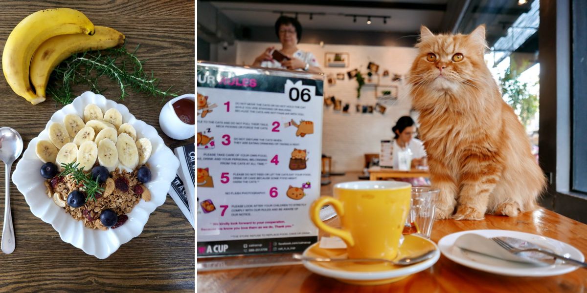 Cat 'n' A Cup Cat Café