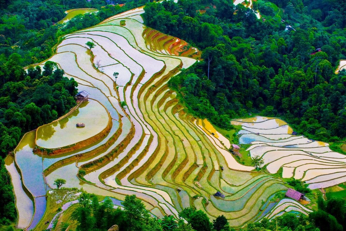 Mejor momento para admirar arrozales en Vietnam