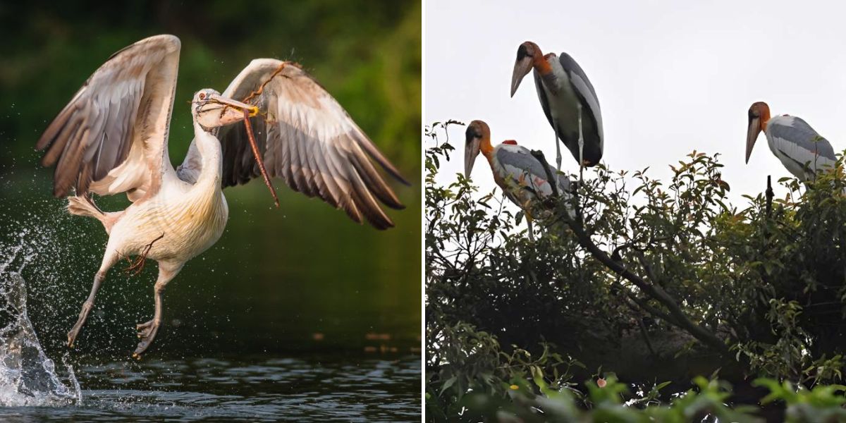 Explorar la Reserva Ornitológica de Prek Toal